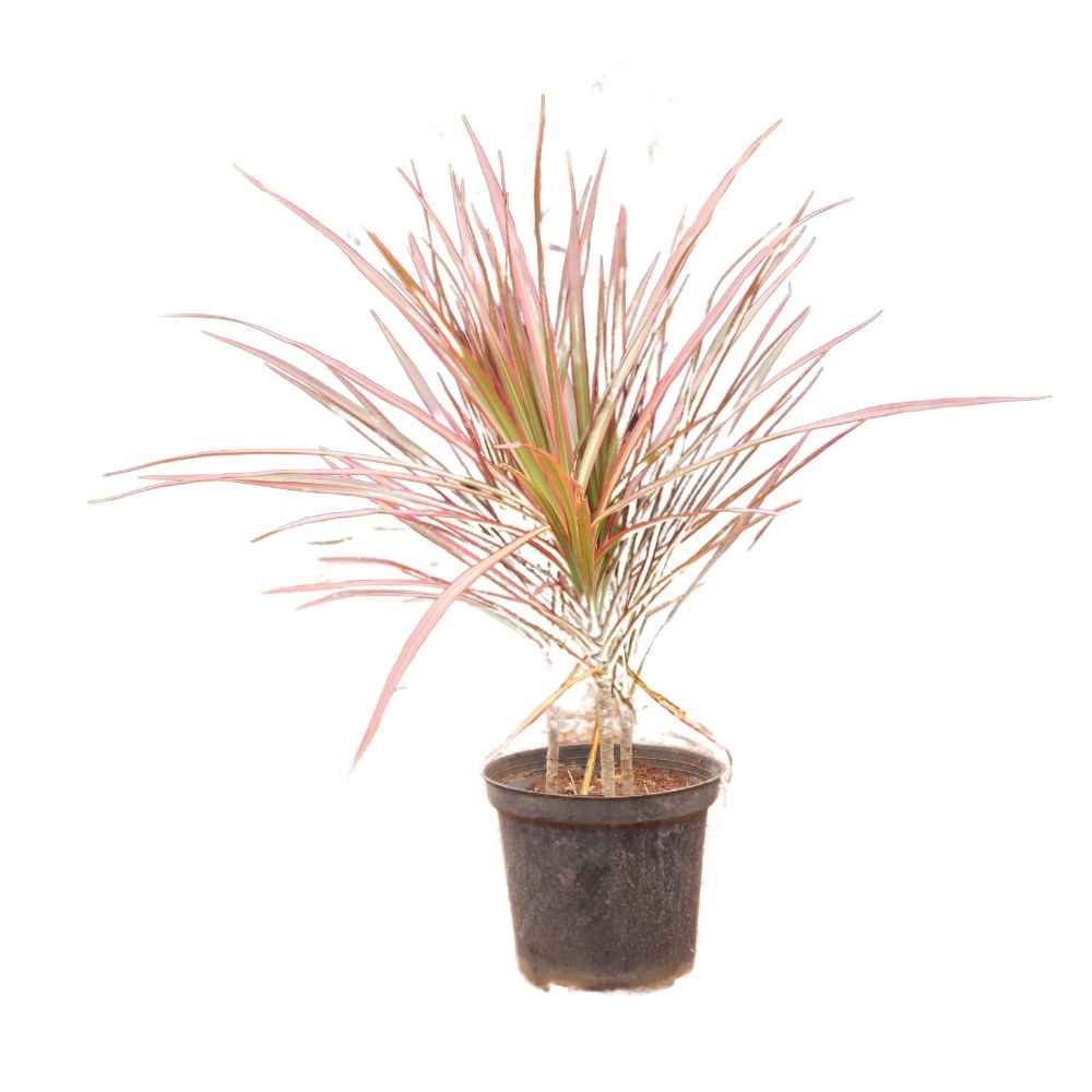 red dracaena reflexa Dracena Reflexa Red 20inch Plant – Shapemygarden