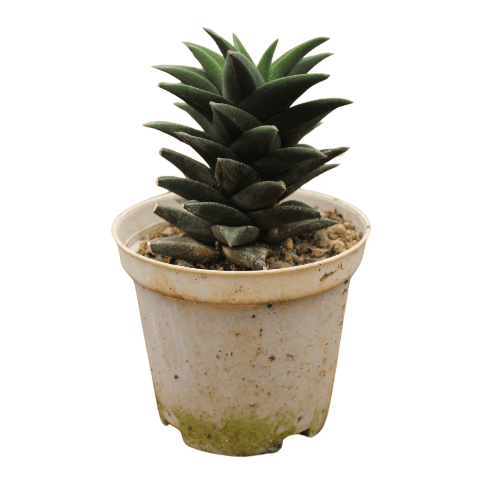 dragon's tail succulent Dragon Tail 3inch Succulent – Shapemygarden