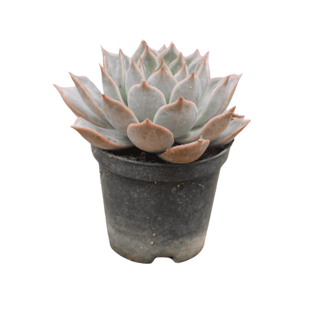 red top queen succulent Red Top Queen 3inch Succuent – Shapemygarden