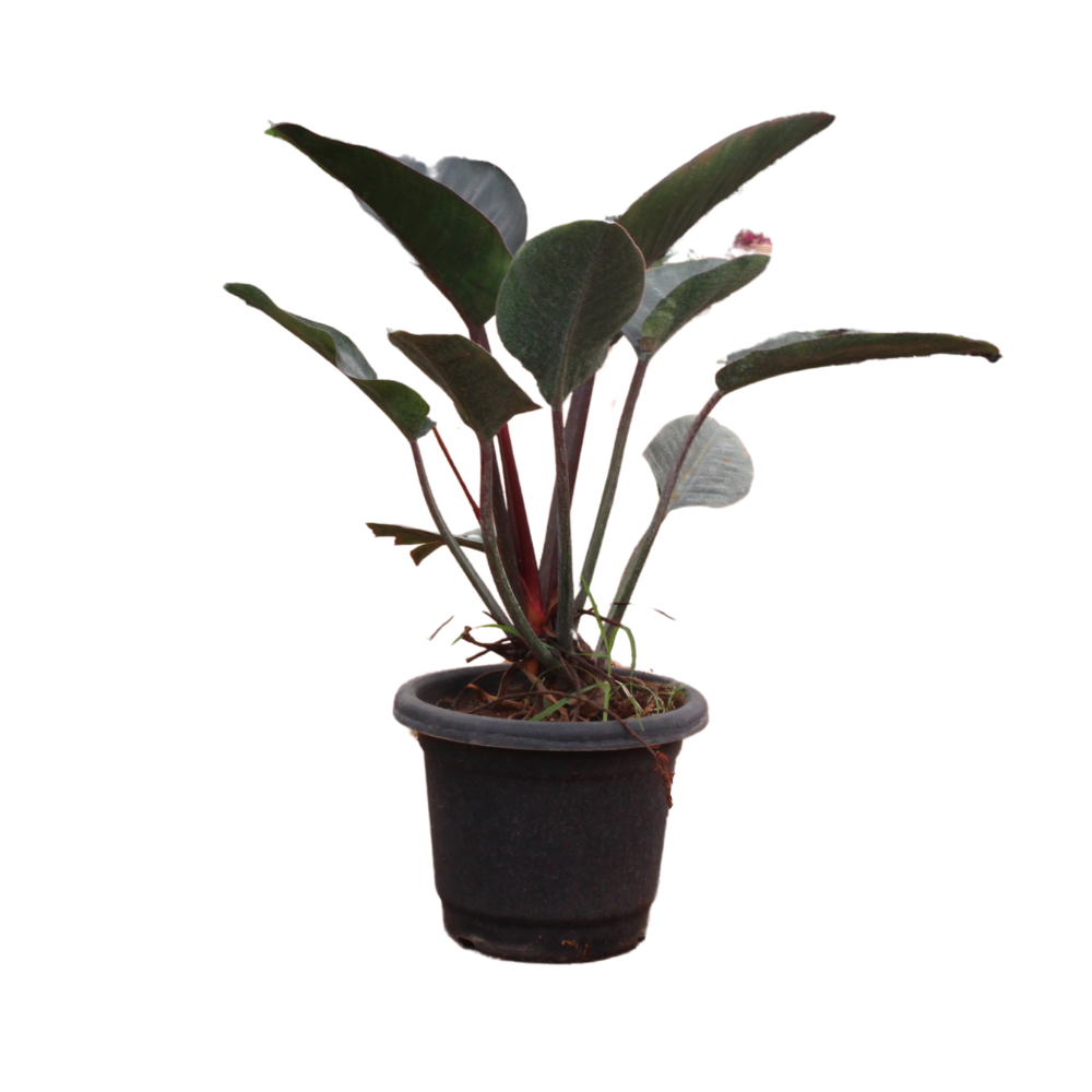 blushing philodendron for sale Blushing Philodendron 30Inch Plant – Shapemygarden