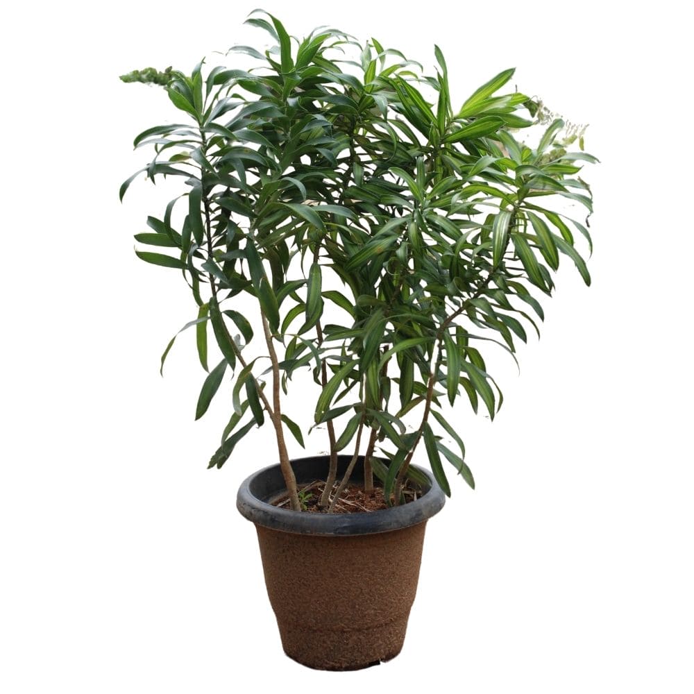 dracaena angustifolia for sale Dracena Angustifolia 34inch Plant – Shapemygarden