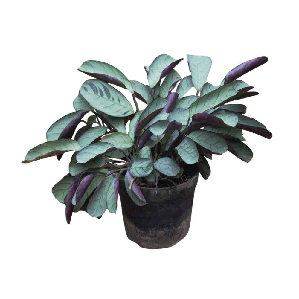 fishbone prayer plant cats Calathea Fish Bone Prayer 8inch plant – Shapemygarden