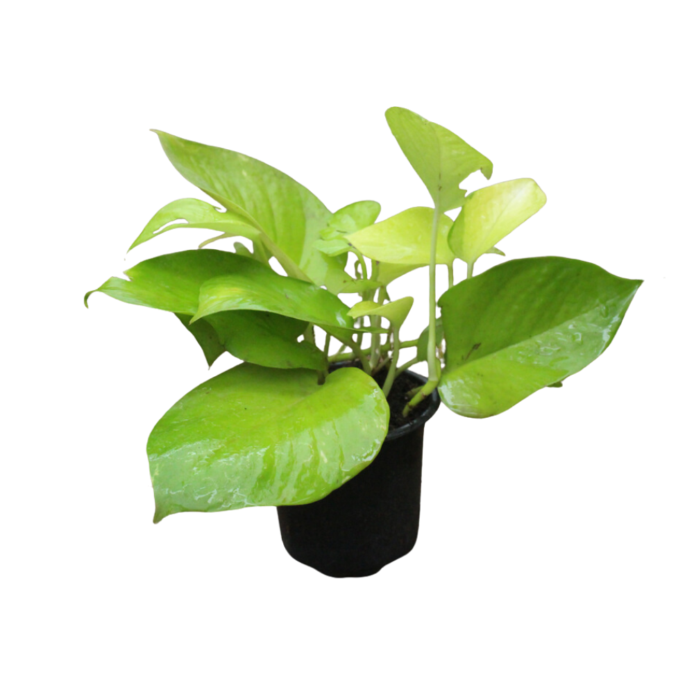8 inch pothos Golden Pothos 8inch plant – Shapemygarden