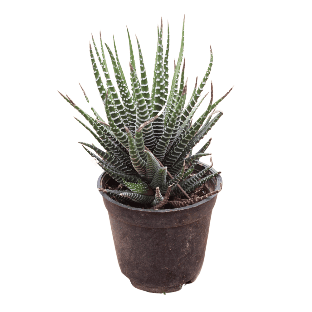 lizard tail succulent Lizard Tail 4inch Succulent – Shapemygarden