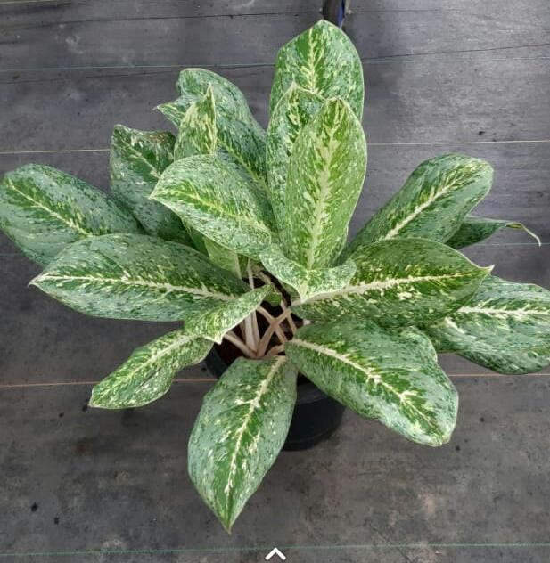 aglaonema plant green Aglaonema – Shapemygarden