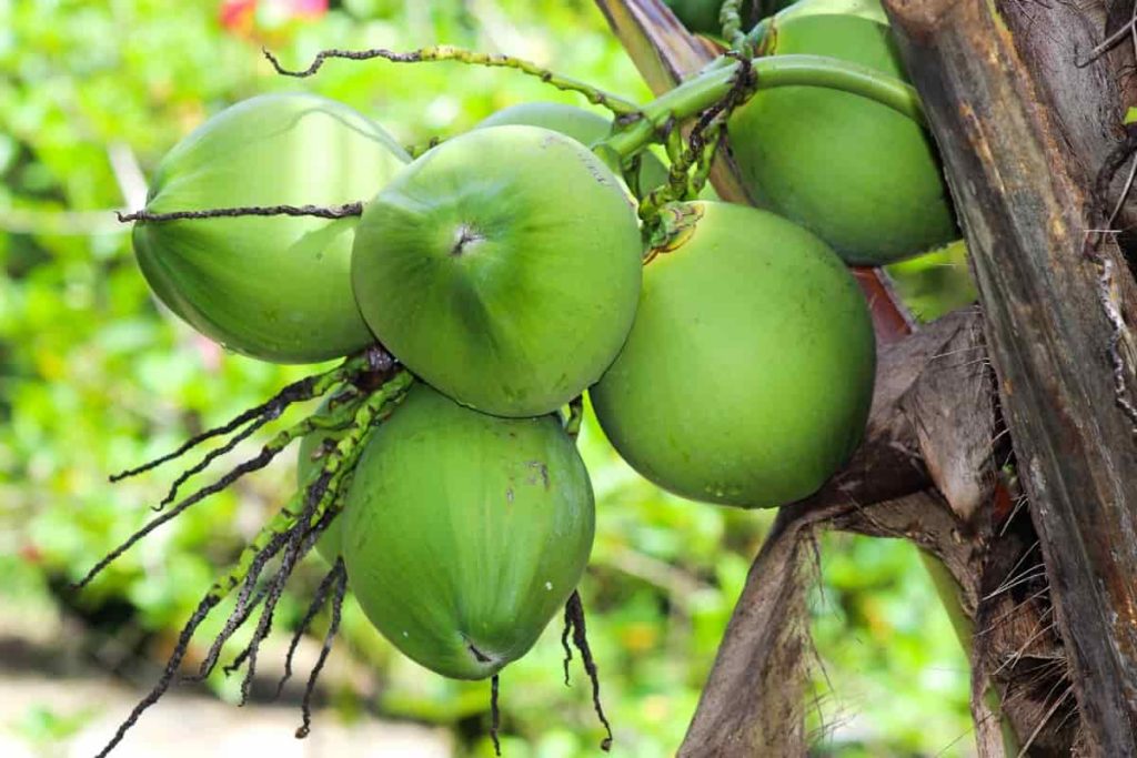 fertilizer for coconut palms Coconut Tree Fertilizer (25 KG Bag) – Shapemygarden