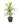 Cordyline Green 26inch Plant