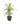 Cordyline Green 26inch Plant