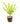 Dracena Darasingh 28inch Plant