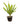 Dracena Darasingh 28inch Plant