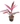 Cordyline 16inch Plant