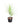 Dracaena Reflexa Green 20inch Plant