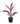 Cordyline 16inch Plant