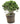 Miniature Murraya 30inch Plant