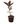 Rubber Planted Varigarted 14inch Plant