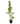 Rangoon Creeper 60inch Plant