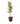 Rubber Plant Green 10inch Plant