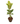 Rubber Plant Green 10inch Plant