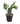 Dragon Christmas Cactus 10inch Plant