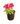 Petunia 10inch Plant