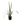 Lemon Grass 24Inch Plant