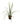 Lemon Grass 24Inch Plant