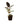 Varigated Rubber 14inch Plant