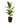 Green Rubber 12inch Plant