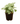 Syngonium White 6inch Plant