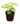 Syngonium Green 6inch Plant