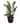 ZZ Green 18inch plant