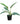 Philodendron Selloum 12inch Plant