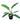 Philodendron Selloum 12inch Plant