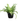 Bird Nest Fern 18inch Plant