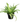 Bird Nest Fern 18inch Plant