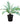 Blechunum 12inch Plant