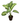 Dieffenbachia 18inch plant