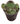 Spiny Pincushion Cactus 6inch Succulent