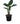 Philodendron Green Congo 18inch Plant