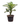 Dieffenbachia 22inch Plant