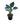 Philodendron Green Congo 18inch Plant