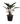 Blushing Philodendron 30Inch Plant