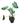 Homalomena 24inch Plant