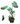 Homalomena 24inch Plant