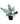 Silver Sword 10inch Plant