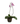 Orchid 16inch Plant