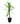 Lucky Bamboo Plant 24inch plant