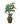 Ming Aralia 12inch Plant