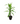 Lucky Bamboo Plant 24inch plant