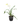 Dancing Lady Orchid 12inch Plant